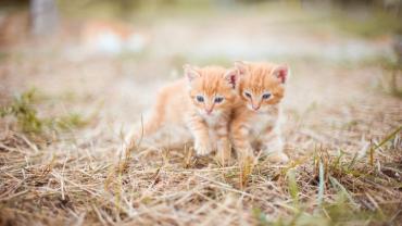 chatons Kitten Image par Olga Ozik de Pixabay